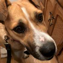 Thumbnail photo of CHESTNUT #3