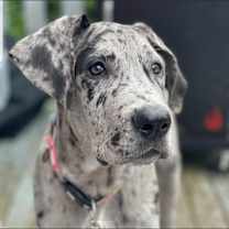 Thumbnail photo of Negra y gris #4