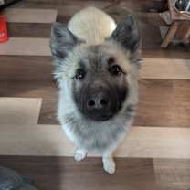 Thumbnail photo of Kenai #2