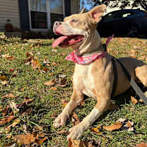 Thumbnail photo of Poptart (Fancy) #1