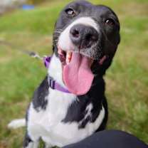 Thumbnail photo of Sophie #1