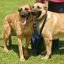 Thumbnail photo of Dawson #1