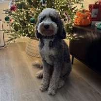 Thumbnail photo of Bear #1