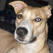 Thumbnail photo of Sade #1