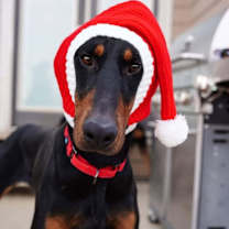 Thumbnail photo of Memphis #1