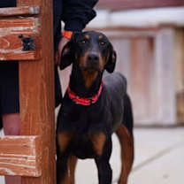 Thumbnail photo of Memphis #4