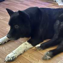 Thumbnail photo of Shadow #1