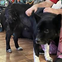 Thumbnail photo of Shadow #3