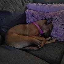 Thumbnail photo of Mallie #2