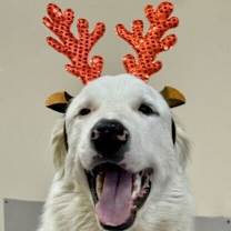 Thumbnail photo of Oso #1