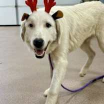 Thumbnail photo of Oso #2