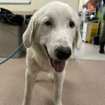 Thumbnail photo of Oso #3