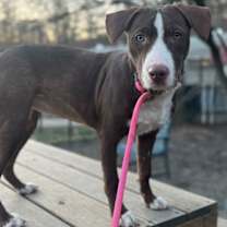 Thumbnail photo of Coco #1