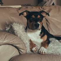 Thumbnail photo of Whiskey #3