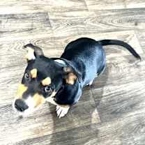 Thumbnail photo of Whiskey #4