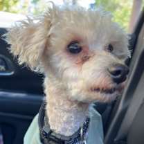 Thumbnail photo of Apollo #3