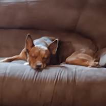 Thumbnail photo of Whiskey #2