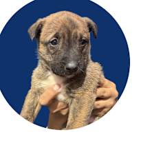 Thumbnail photo of Sheldon #1