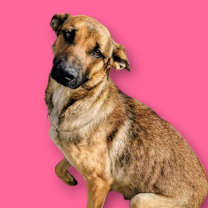 Thumbnail photo of Sheldon #3