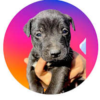 Thumbnail photo of Lyndon #1