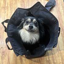 Thumbnail photo of Lucy #1