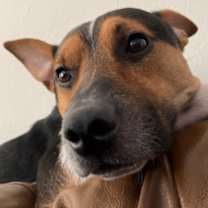 Thumbnail photo of Monk #3