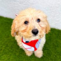 Thumbnail photo of Bubu #2