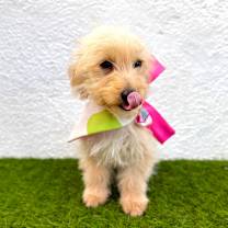 Thumbnail photo of Bibi #4