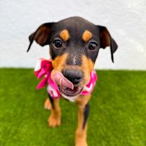 Thumbnail photo of Loura #2