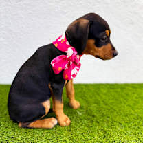 Thumbnail photo of Loura #4