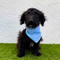 Thumbnail photo of Teddy #3