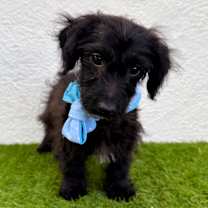 Thumbnail photo of Teddy #4