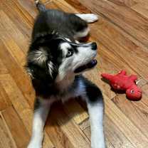 Thumbnail photo of Bazooka #2