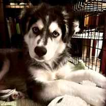 Thumbnail photo of Bazooka #3