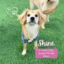 Thumbnail photo of Shine #1
