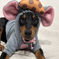 Thumbnail photo of Elsa #1