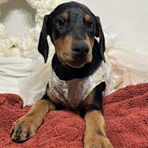 Thumbnail photo of Elsa #2