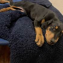 Thumbnail photo of Elsa #3