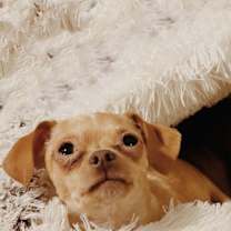 Thumbnail photo of Gilligan aka Gil (Bonded to Ike and they MUST to go together) #1