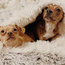 Thumbnail photo of Ike (Bonded to Gilligan & they MUST go together) #1