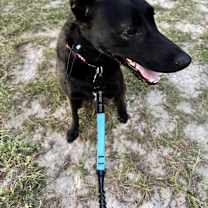 Thumbnail photo of Scout #1