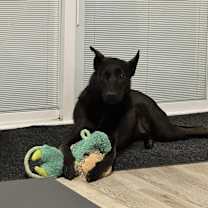 Thumbnail photo of Scout #2