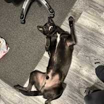 Thumbnail photo of Scout #4