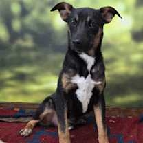 Thumbnail photo of Maple Leaf #1