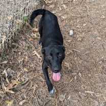 Thumbnail photo of Maple Syrup #2