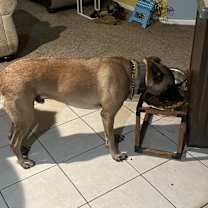 Thumbnail photo of Bear #4