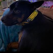 Thumbnail photo of Chuck #1