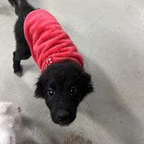 Thumbnail photo of Saekom #1