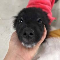 Thumbnail photo of Saekom #2