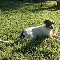 Thumbnail photo of Pepper #1